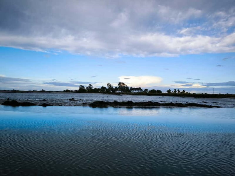 Aveiro: Ria Highlights Boat Tour - Wildlife you can plan to look for, plus tips that actually help