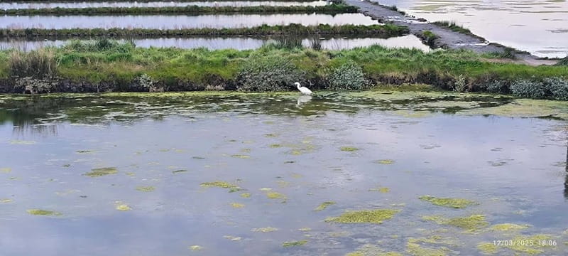 Aveiro: Ria Highlights Boat Tour - When to go: sunset, fog, and why timing changes the whole mood