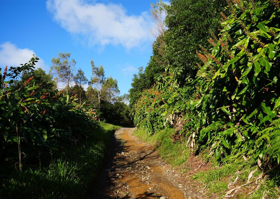 Azores: São Miguel and Lagoa do Fogo Hiking Trip - The steep descent back down: where traction matters