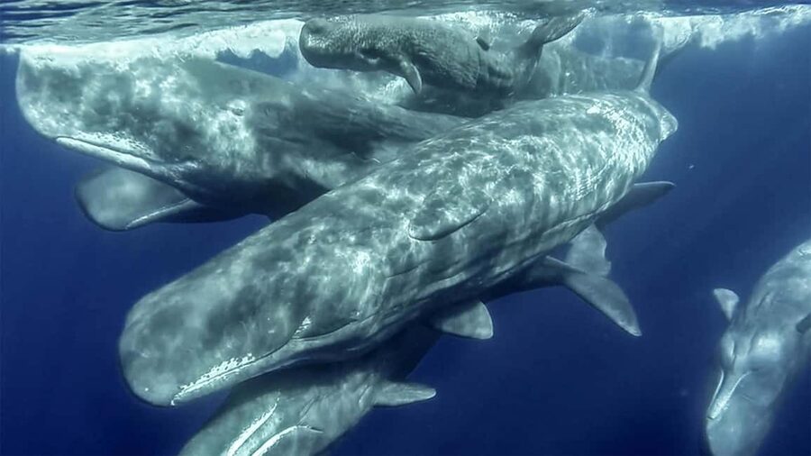 Azores: Whale Watching & Islet Boat Tour w/ Marine Biologist - FAQ