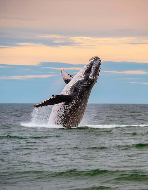 Azores: Whale Watching & Islet Boat Tour w/ Marine Biologist - Why this Vila Franca do Campo whale and dolphins tour feels different