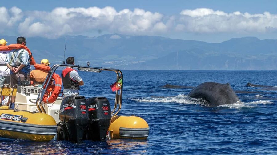 Azores: Whale Watching & Islet Boat Tour w/ Marine Biologist - Boat comfort and seasickness: what matters before you go