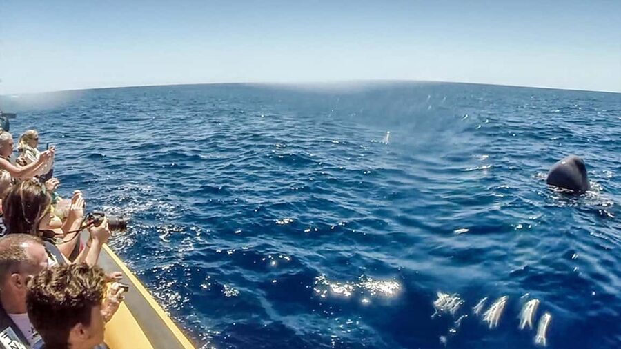 Azores: Whale Watching & Islet Boat Tour w/ Marine Biologist - Guides at sea: the single biggest quality lever