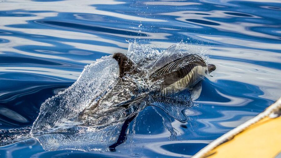 Azores: Whale Watching & Islet Boat Tour w/ Marine Biologist - Price and value: is $73 worth it?