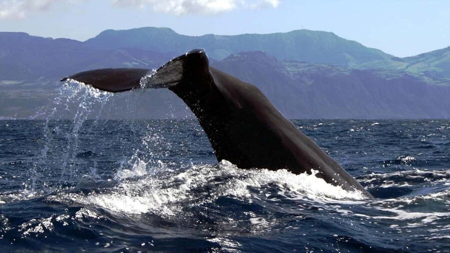 Azores: Whale Watching & Islet Boat Tour w/ Marine Biologist - What to pack so the day stays fun
