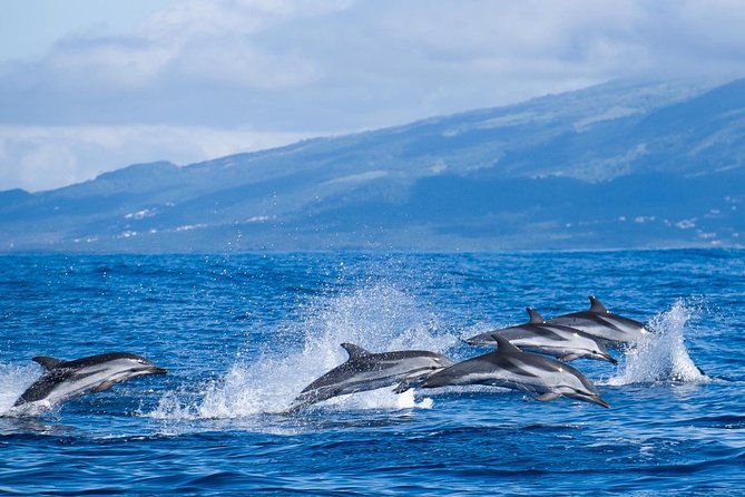Azores Whale Watching Tour - Ponta Delgada - Where the tour starts in Ponta Delgada, and what the briefing covers