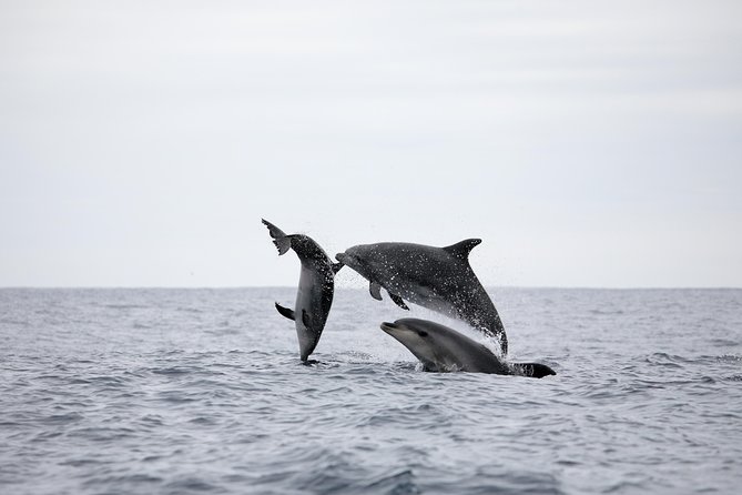 Azores Whale Watching Tour - Ponta Delgada - Boat choice in real life: speedboat thrill vs catamaran comfort