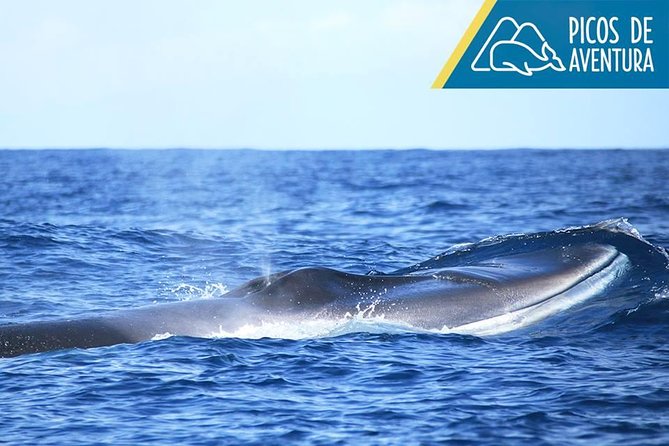 Azores Whale Watching Tour - Ponta Delgada - Stop-by-stop: what happens from check-in to return to port