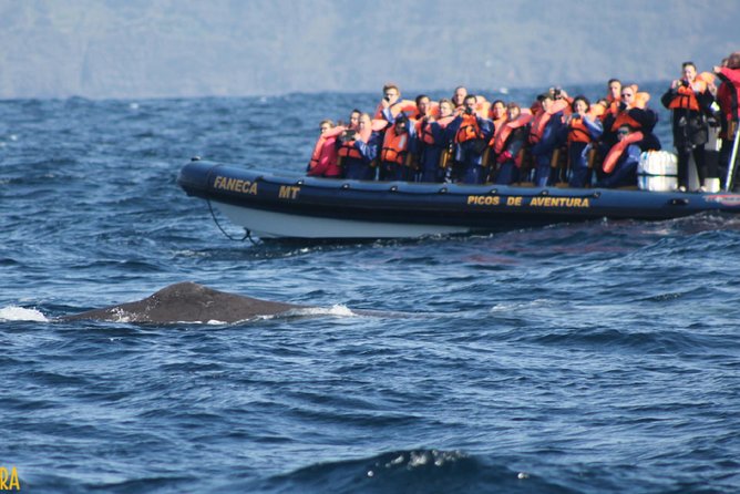 Azores Whale Watching Tour - Ponta Delgada - Weather, seasickness, and what to pack so you stay comfortable