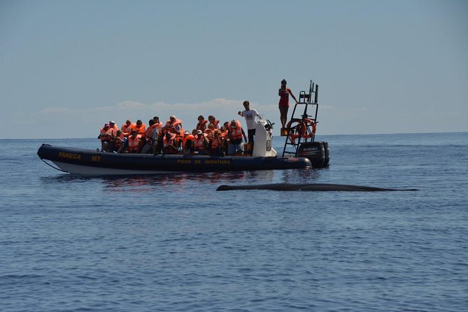 Azores Whale Watching Tour - Ponta Delgada - Best fit: who will enjoy this tour most