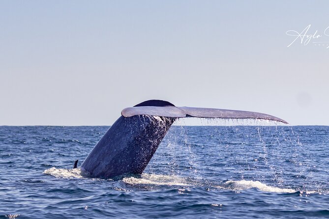 Azores Whale Watching Tour – Ponta Delgada - The sea search off the southern coast, and how the route really works