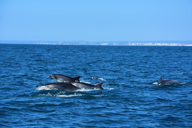 Benagil Caves Visit with Dolphins Watching from Albufeira - Price and timing: is $42.33 for 2 hours a smart buy?