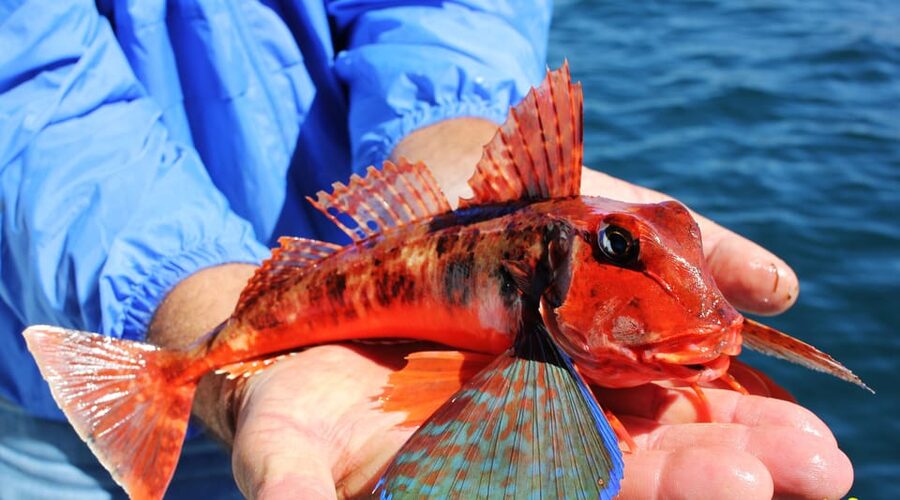 Bottom Fishing Lagos - Comfort and seasickness, the stuff that makes or breaks a half-day