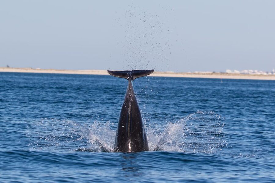 Cabanas de Tavira: Dolphin Watching Boat Tour - Key Things I’d Note Before You Go