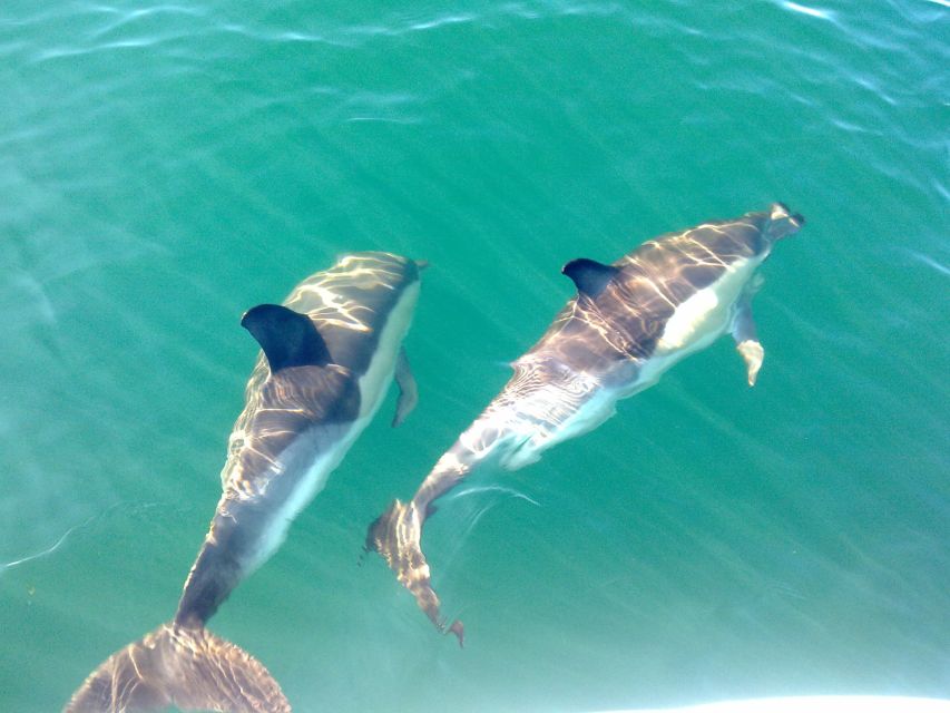 Cabanas de Tavira: Dolphin Watching Boat Tour - Why Dolphin Watching Here Means Real Ocean Encounters