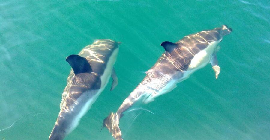 Cabanas de Tavira: Dolphin Watching Boat Tour - Following the Pod: How the Skipper Finds Dolphins