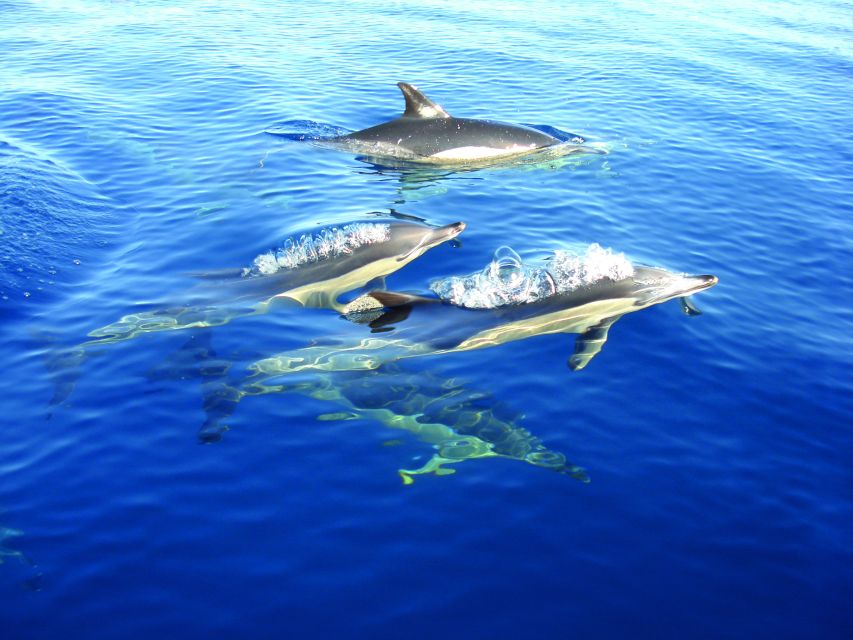 Cabanas de Tavira: Dolphin Watching Boat Tour - Practical Checklist for a Better Dolphin Spotting Day
