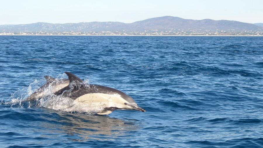 Cabanas de Tavira: Dolphin Watching Boat Tour - Boarding at Passeios Ria Formosa, and What the Timing Really Adds Up To