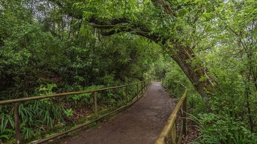 Caldeirão Verde: Levada Caldeirao Verde Hiking Transfer - The hike itself: 13 km roundtrip and a mostly gentle profile