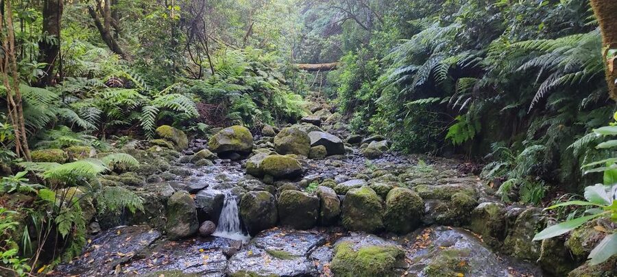Caldeirão Verde: Levada Caldeirao Verde Hiking Transfer - Waterfalls and the narrow-path reality