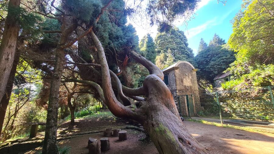 Camacha: Levada Trail e-Bike Guided Tour - The Ride Along the Levada: Bridges, Eucalyptus, and That Madeira Smell