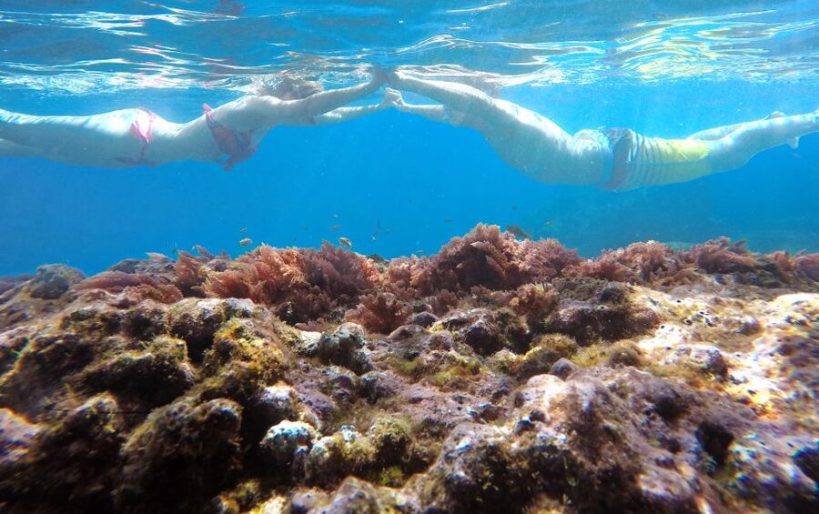 Caniço, Madeira: Marine Reserve Kayak & Snorkelling Tour - Snorkeling in the Garajau Reserve, What You’ll Hope to See