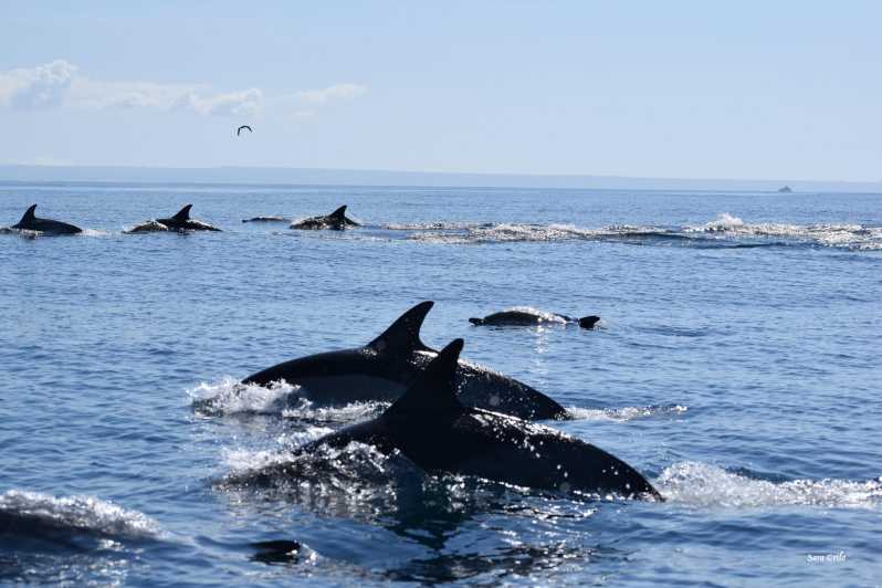 Cascais: Dolphin Watching Speedboat Tour - Key highlights that matter in real life