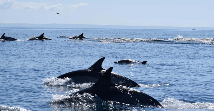 Cascais: Dolphin Watching Speedboat Tour - Cascais Marina: the practical launch point for marine wildlife