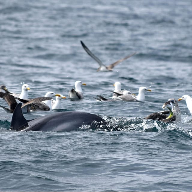Cascais: Dolphin Watching Speedboat Tour - The secret wildlife stop: where spotting becomes the main event