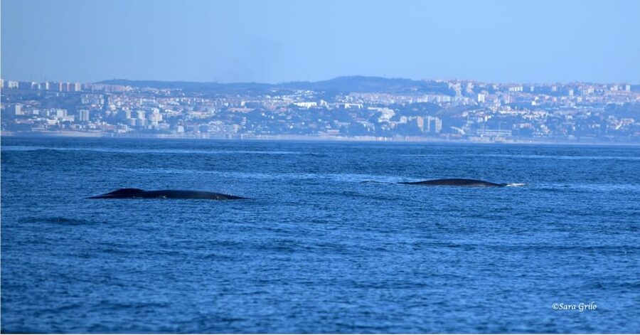 Cascais: Dolphin Watching Speedboat Tour - What you might see off Cascais (and how the guides respond)