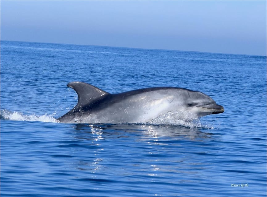 Cascais: Dolphin Watching Speedboat Tour - Price and logistics: is $76 for 2 hours good value?
