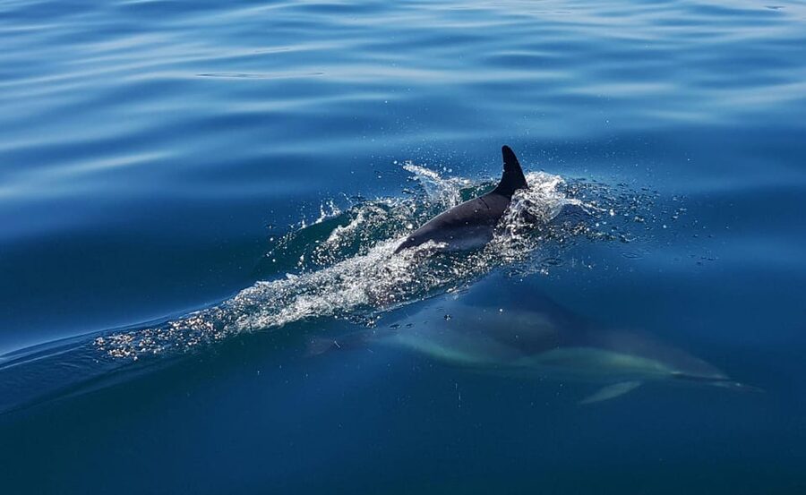 Cascais: Dolphin Watching Speedboat Tour - Meeting point and what to do before you go