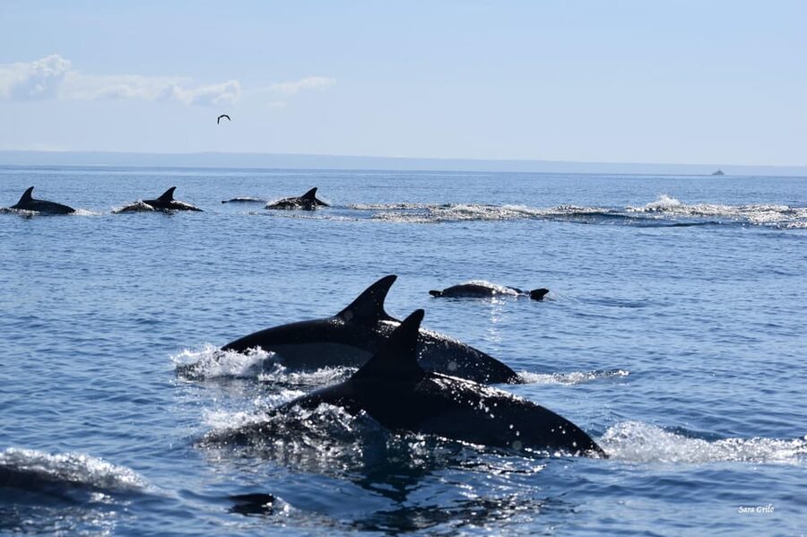 Cascais: Dolphin Watching Speedboat Tour - Onboard rules: small restrictions that make the trip smoother