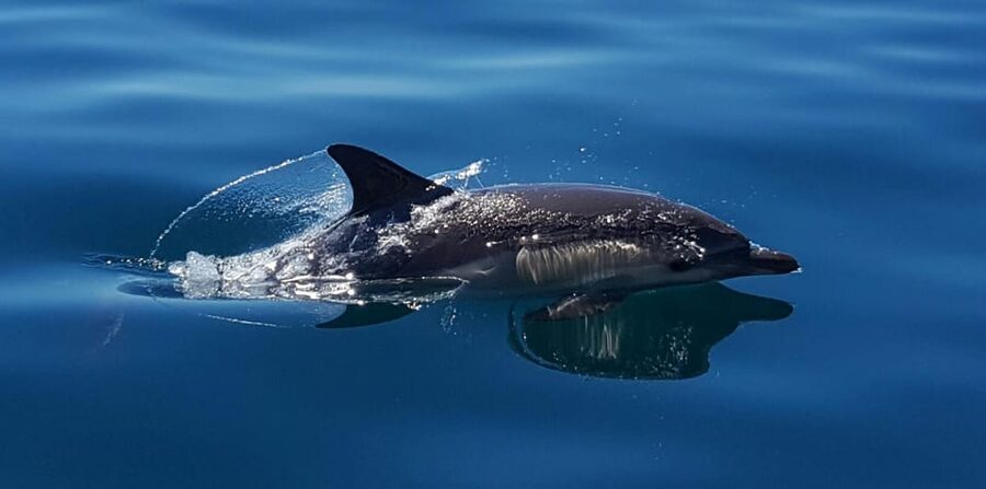 Cascais: Dolphin Watching Speedboat Tour - Is it worth it for families, couples, and solo travelers?
