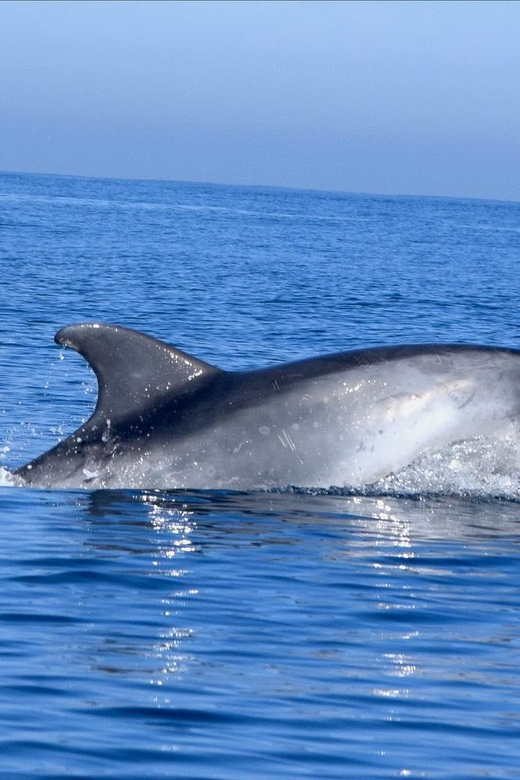 Cascais: Dolphin Watching Speedboat Tour - The speedboat run: fast fun, real wildlife time