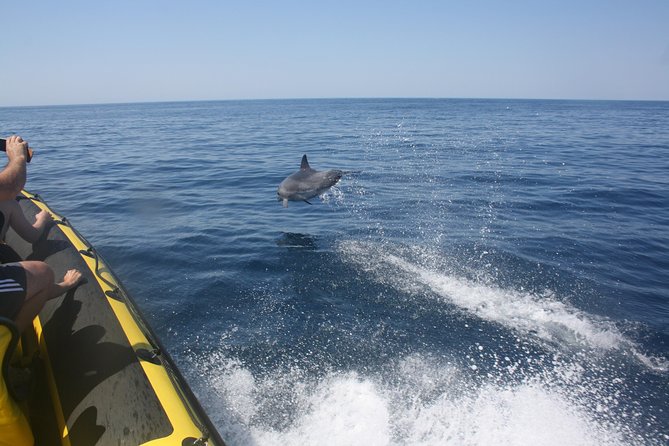 Caves and Dolphin Watching Cruise from Albufeira - Why this Albufeira caves and dolphin cruise is such a smart use of 2 hours