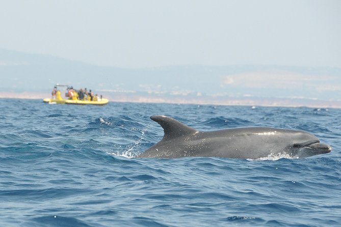 Caves and Dolphin Watching Cruise from Albufeira - Dolphin search: what your captain is looking for