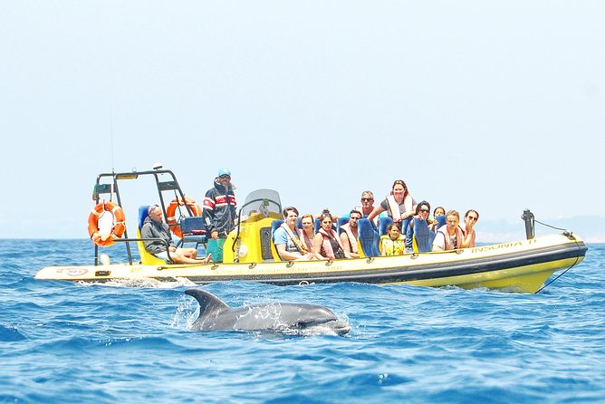 Caves and Dolphin Watching Cruise from Albufeira - Getting set up at the marina: what to know before you line up