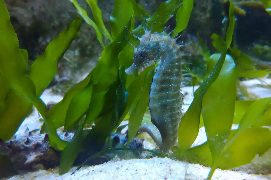 CCVAlgarve Individual Ticket - The real star: aquariums that explain the Ria Formosa