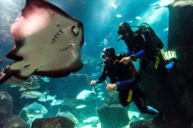 Diving in the Madeira Aquarium - Key things worth knowing before you go
