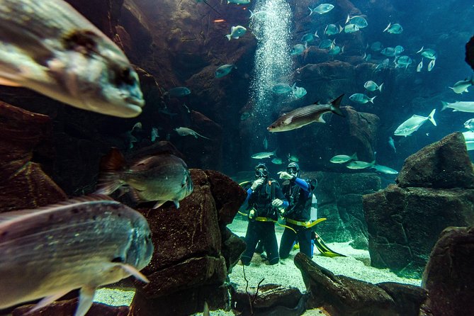 Diving in the Madeira Aquarium - Madeira Aquarium scuba: why this setup feels so practical