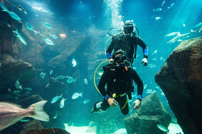 Diving in the Madeira Aquarium - Cachalote natural pools: the “baptism” step that builds confidence