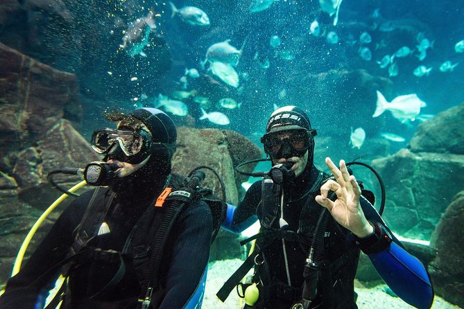 Diving in the Madeira Aquarium - Who this is best for (and who should think twice)