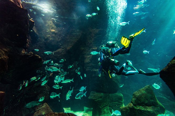 Diving in the Madeira Aquarium - Price and what you really get for $163.33