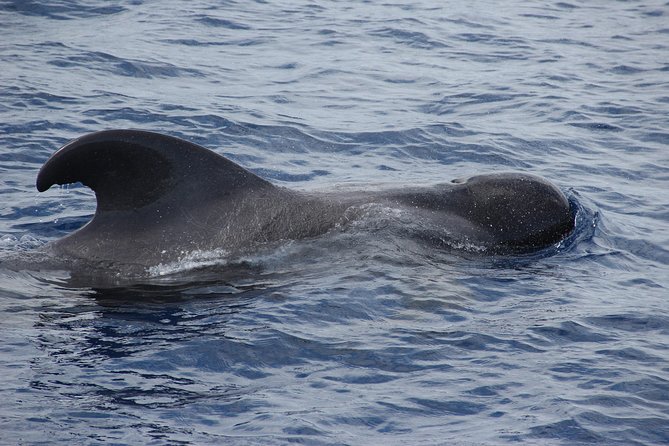 Dolphin and Whale Watching Catamaran Cruise from Funchal - Cabo Girão swim stop: the best bonus when the sea cooperates