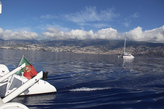 Dolphin and Whale Watching Catamaran Cruise from Funchal - Comfort, crowding, and the small decisions that affect your day
