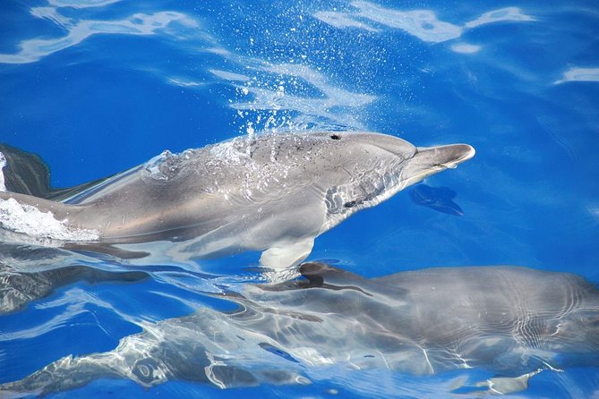 Dolphin and Whale Watching Catamaran Cruise from Funchal - Onboard drinks, toilets, and practical onboard reality