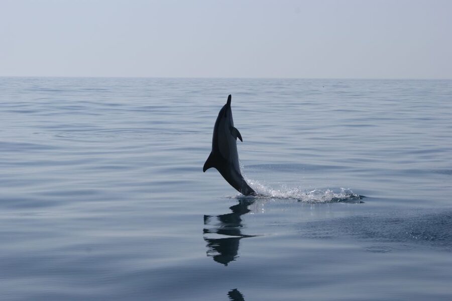 Dolphin Safari and Cave Tour in Vilamoura - Dolphin Watching Off the Algarve: Species, Distance, and Etiquette