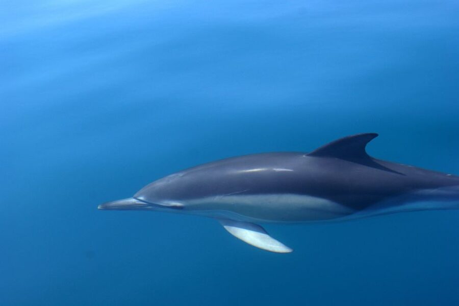Dolphin Safari and Cave Tour in Vilamoura - Should You Book This Dolphin Safari and Cave Tour?