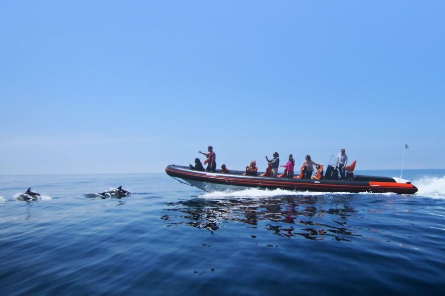 Dolphin Safari and Cave Tour in Vilamoura - Meet at Vilamoura Marina: How the 2-Hour Trip Flows